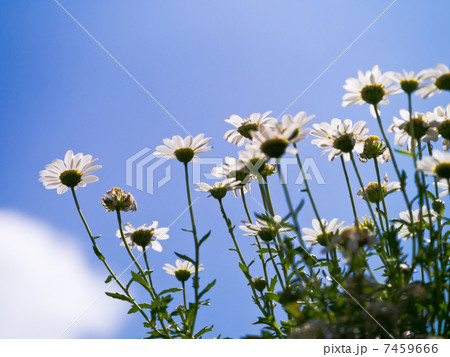 カモミール 7459666