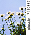 カモミール 7459667