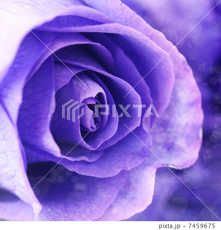 macro background of beautiful violet roses 7459675