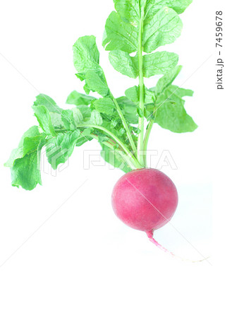 juicy red radish with green leaves isolated on white juicy red radish with green leaves isolated on white 7459678