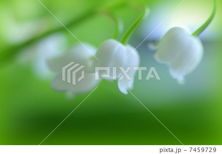 すずらん 7459729