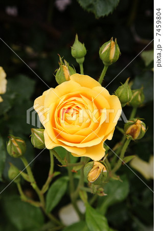 グラハムトーマス グラハムトーマス 7459804