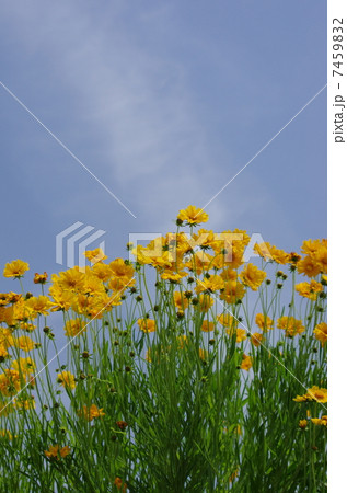 キンケイギクと青空 7459832