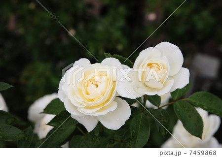 イングリッシュローズ 7459868