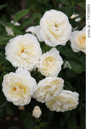 イングリッシュローズ 7459869