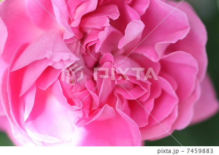 セリーヌフォレスティエ 7459883