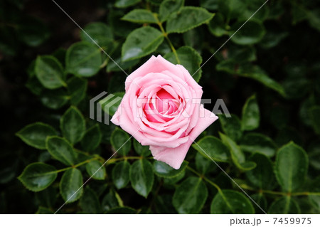 イングリッシュローズ 7459975