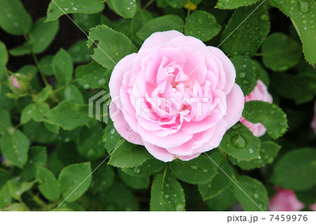 イングリッシュローズ 7459976
