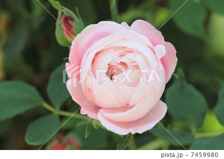 イングリッシュローズ イングリッシュローズ 7459980