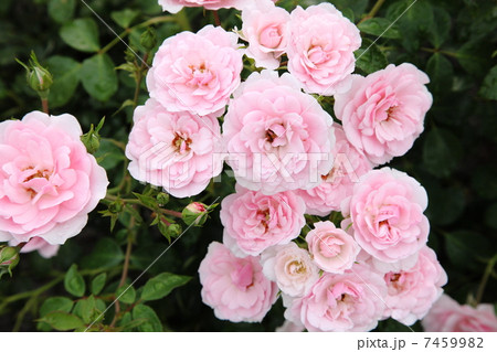 イングリッシュローズ 7459982