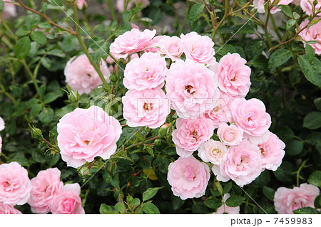 イングリッシュローズ 7459983