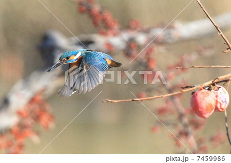 カワセミ カワセミ 7459986