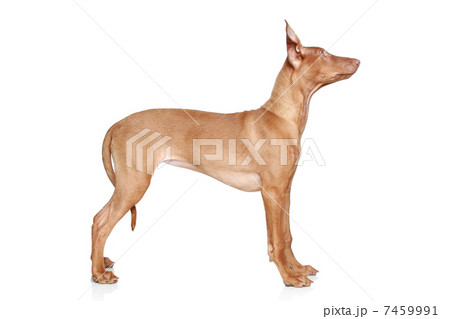 Pharaoh hound puppy in set 7459991