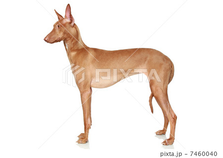 Pharaoh Hound on a white background 7460040