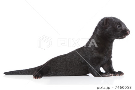 American Mink 1 month 7460058
