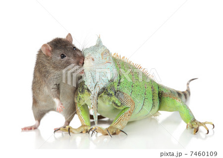 Iguana with rat together on a white background Iguana with rat together on a white background 7460109