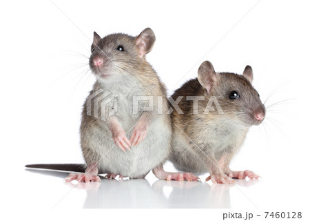 Rats on white background 7460128