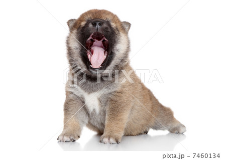 Japanese Shiba Inu puppy yawning Japanese Shiba Inu puppy yawning 7460134