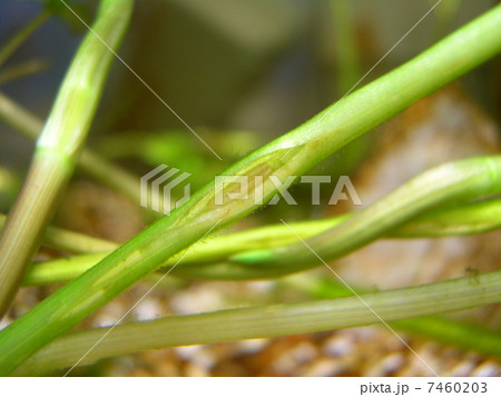 シャープゲンゴロウモドキ卵 シャープゲンゴロウモドキ卵 7460203