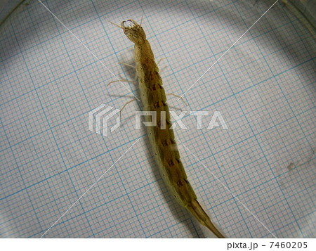 ゲンゴロウ2令幼虫 7460205