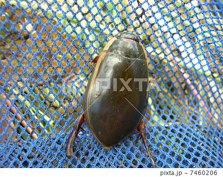 ゲンゴロウ 7460206