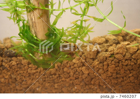 コシマゲンゴロウ 7460207