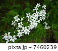 ユスラウメ 7460239