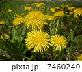 たんぽぽ 7460240