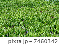 緑 7460342