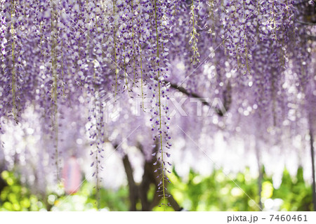 藤まつり 7460461