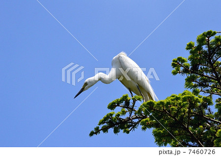 シラサギ 7460726