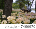 チューリップ チューリップ 7460970