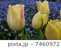 チューリップ チューリップ 7460972