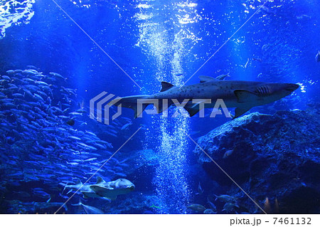 東京都墨田区押上にある「すみだ水族館」 東京都墨田区押上にある「すみだ水族館」 7461132