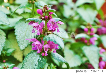 軒先の花・オドリコソウの園芸種ラミウムの花・横位置 7461461