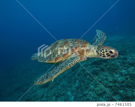 ウミガメ ウミガメ 7461505