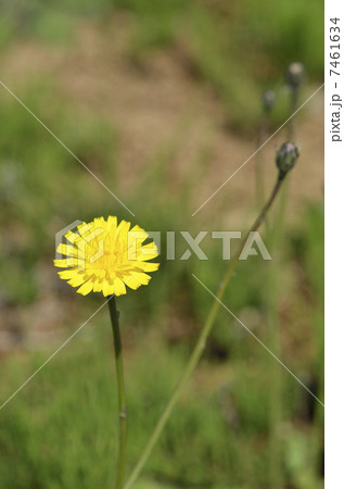 ブタナ（豚菜） 7461634