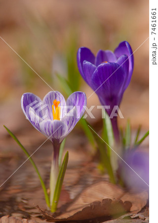 クロッカス 7461661