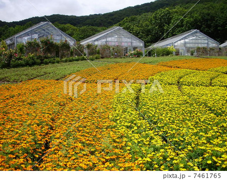 マリーゴールド畑 7461765