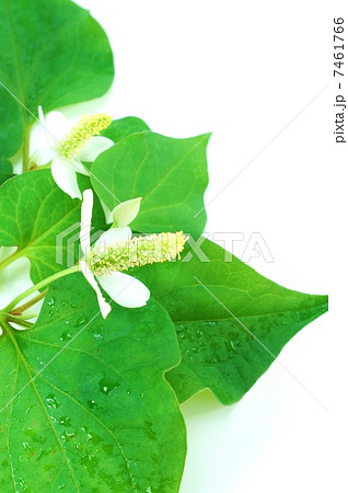初夏の野の花・花の時期のドクダミ・白バック縦位置アップ 7461766