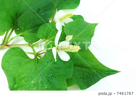初夏の野の花・花の時期のドクダミ・白バック横位置アップ 7461767
