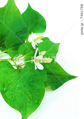 初夏の野の花・花の時期のドクダミ・白バック縦位置 7461768