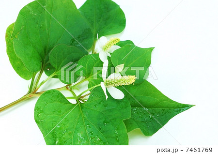 初夏の野の花・花の時期のドクダミ・白バック横位置 7461769