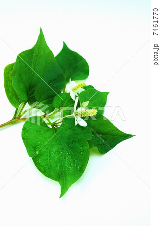 初夏の野の花・花の時期のドクダミ・白バック縦位置 初夏の野の花・花の時期のドクダミ・白バック縦位置 7461770