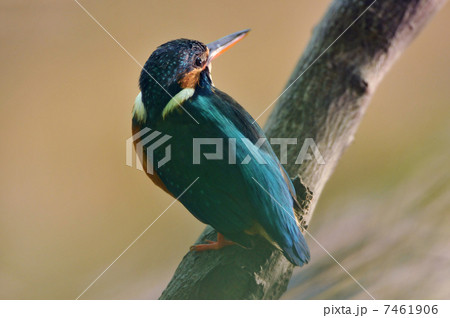 止まり木のカワセミ 7461906
