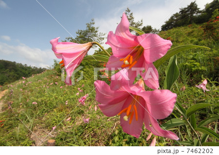 ひめさゆり ひめさゆり 7462202