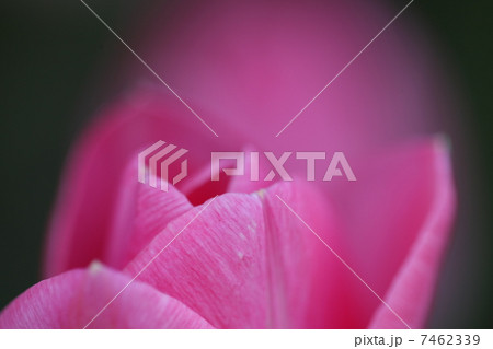 チューリップ 7462339