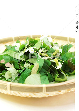 健康茶素材・笊に乾燥用にカットしたドクダミ・白バック縦位置斜俯瞰アップ 7462639