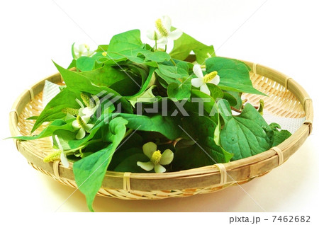 健康茶素材・笊に花の時期のドクダミ・カットなし白バック横位置 健康茶素材・笊に花の時期のドクダミ・カットなし白バック横位置 7462682