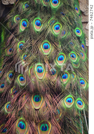 孔雀 7462742